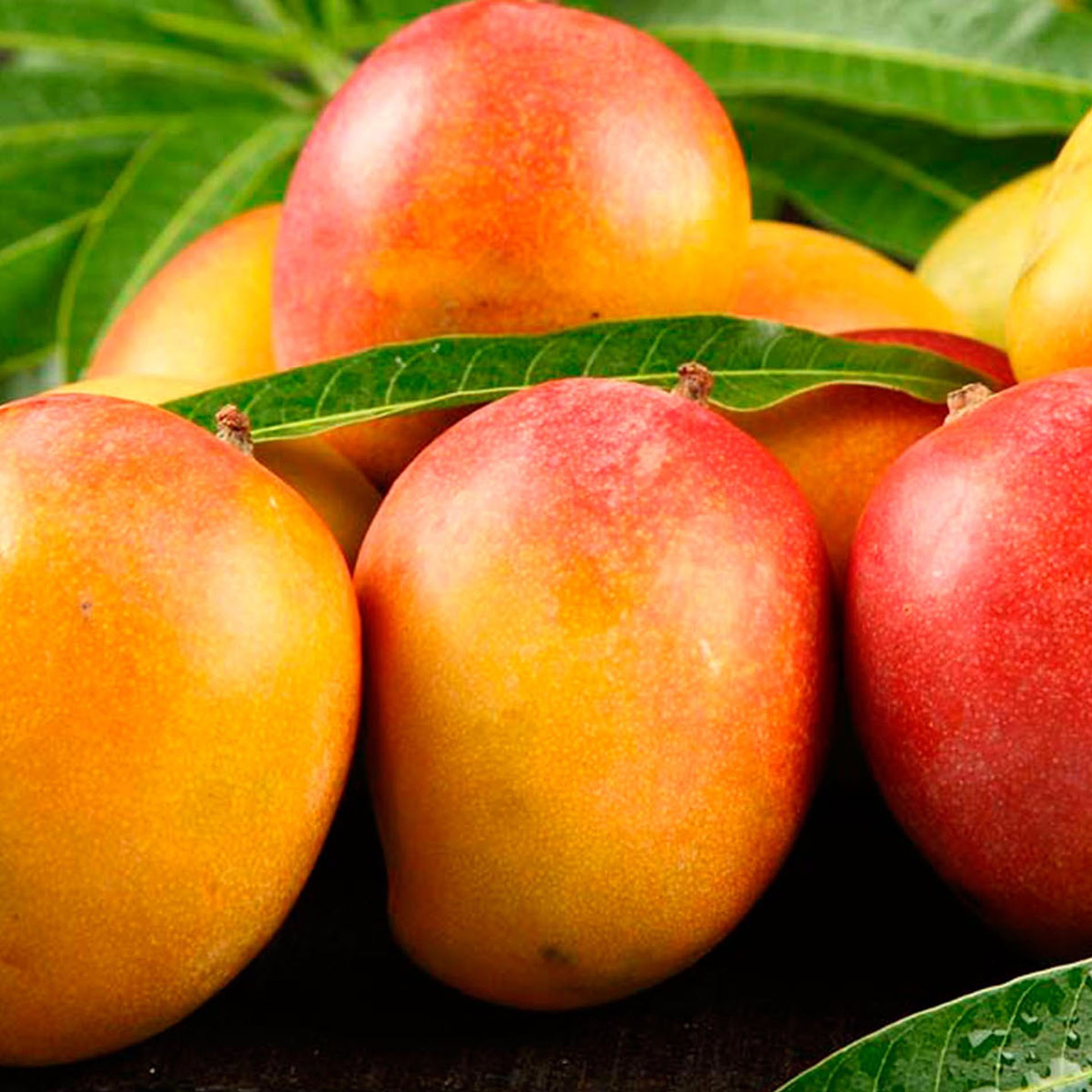 PRODUCCIÓN DE MANGO